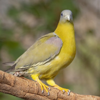 Yellow-footed Green-Pigeon